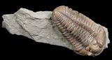 Flexicalymene Trilobite From Indiana #5606-1